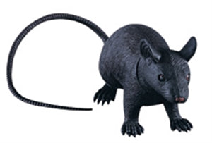 Rat Squeek 24IN