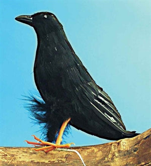 Raven 10IN