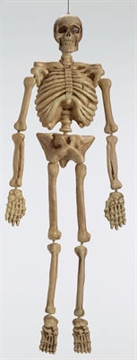 Skeleton 5FT.