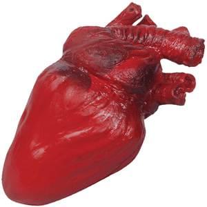 Human Heart Bloody Lifelike
