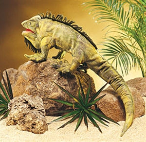 Puppet Iguana