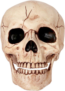 Skull w/ Movable Jaw